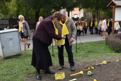 NÁRCISZ ÜLTETÉS A MÉLTÓSÁG MEZEJÉN