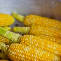 Rekord kukorica termés