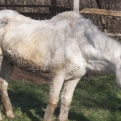Lesoványodott lovat mentettek a megyei állatvédők