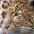 Egy hétig titkolta három leopárdjának megszökését egy szafaripark