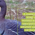 Megjelent Magyarországon a madárinfluenza