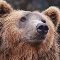 Házakba betörő óriási medvét keresnek Kaliforniában