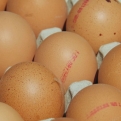  A kereskedők támogatását kérik a magyar tojástermelők