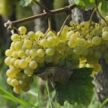 A modernizálás a feltétele a szőlő- és borágazat fejlődésének