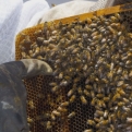 Magyarország megpályázta a 2025-ös méhészeti világkiállítás rendezését