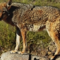 Egy amerikai család befogadott egy kóbor kiskutyát, amelyről kiderült, hogy kojot