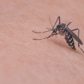 Több mint kétszáz településen irtják a szúnyogokat a héten