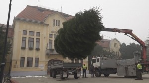 HATALMAS FENYŐFÁT AJÁNLOTTAK FEL