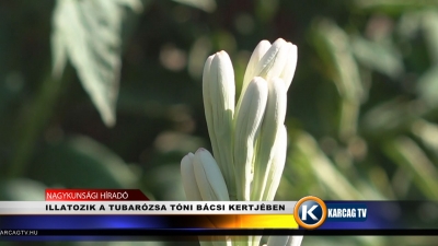 ILLATOZIK A TUBARÓZSA TÓNI BÁCSI KERTJÉBEN