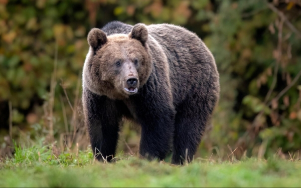 Megkezdik a medvék kilövését Erdélyben