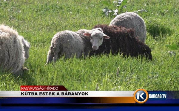 KÚTBA ESTEK A BÁRÁNYOK