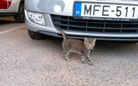 Veszprémtől Ajkáig egy autó motorterében utazott egy kiscica