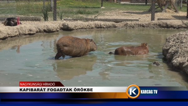 KAPIBARÁT FOGADTAK ÖRÖKBE