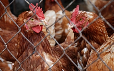 Több ezer baromfit vágtak le madárinfluenza miatt Hollandiában