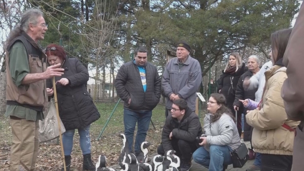 IDÉN IS LEHET SÉTÁLNI A PINGVINEKKEL A JÁSZBERÉNYI ÁLLATKERTBEN