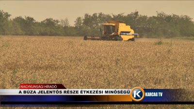 A BÚZA JELENTŐS RÉSZE ÉTKEZÉSI MINŐSÉGŰ